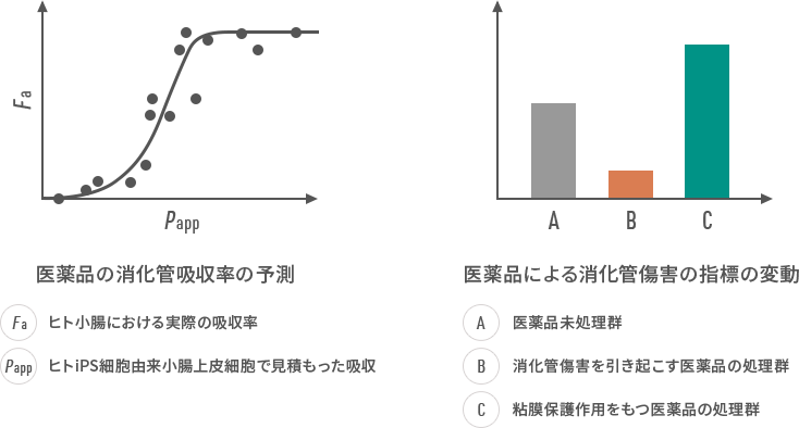 ヒトiPS細胞由来小腸細胞の創薬研究への応用